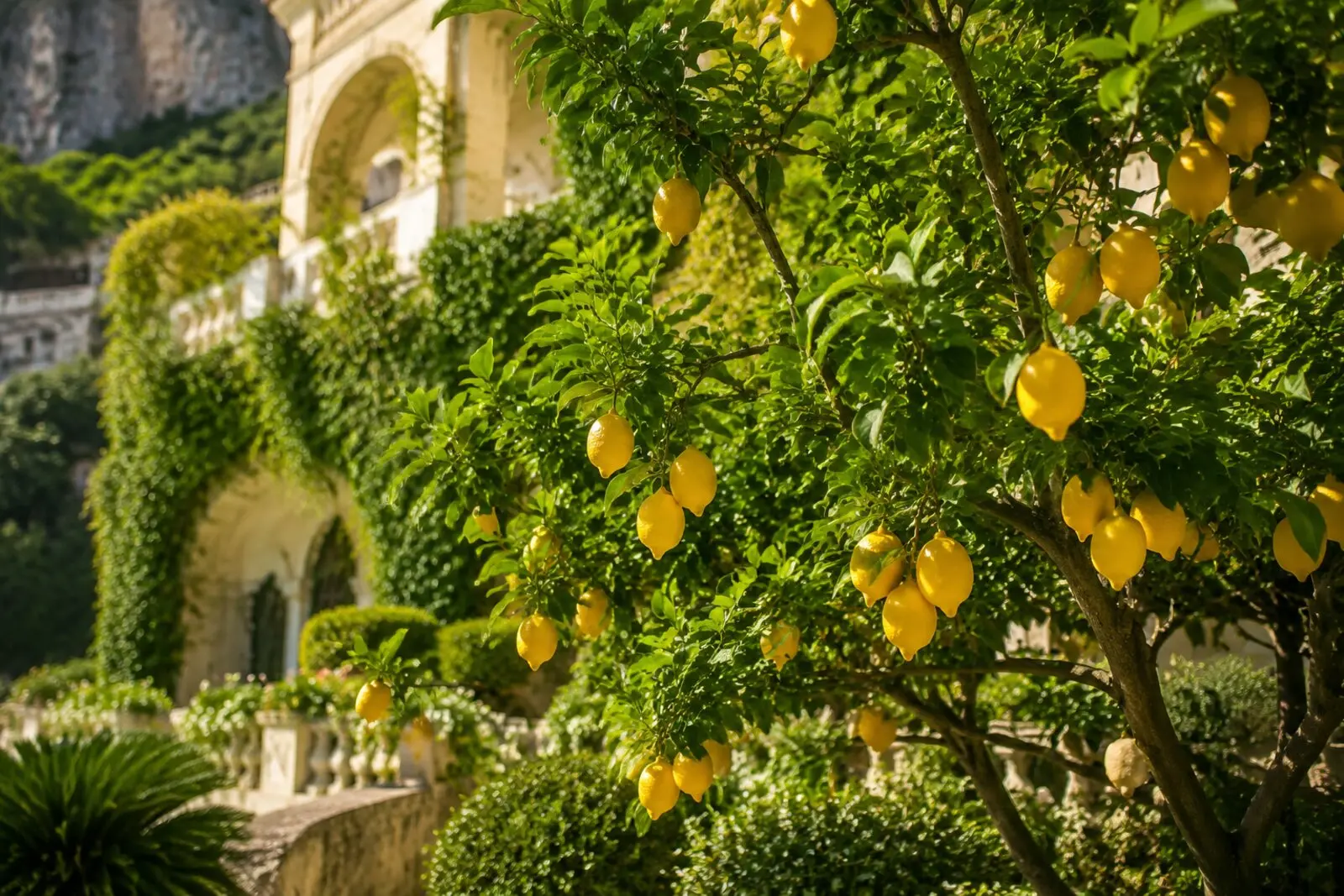 Limoné lemon tree terrace